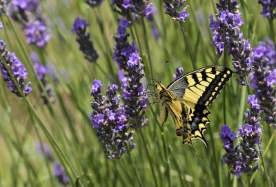 Machaon (Le), Grand Porte-Queue (Le) Papilio machaon Linnaeus, 1758