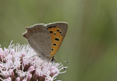 Cuivré commun (Le), Argus bronzé (L'), Bronzé (Le) Lycaena phlaeas (Linnaeus, 1760)