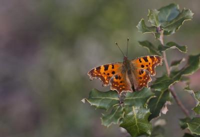 Gamma (Le), Robert-le-diable (Le), C-blanc (Le), D Polygonia c-album (Linnaeus, 1758)