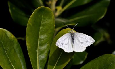 Piéride du Navet (La), Papillon blanc veiné de ver Pieris napi (Linnaeus, 1758)