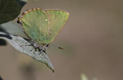 Thécla de la Ronce (La), Argus vert (L') Callophrys rubi (Linnaeus, 1758)