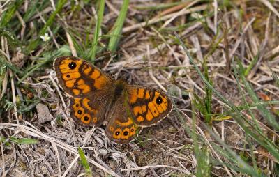 Mégère (La), Satyre (Le) Lasiommata megera (Linnaeus, 1767)