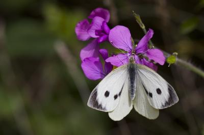 Piéride du Chou (La), Grande Piéride du Chou (La), Pieris brassicae (Linnaeus, 1758)