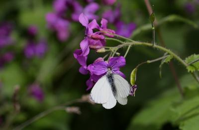 Piéride du Chou (La), Grande Piéride du Chou (La), Pieris brassicae (Linnaeus, 1758)