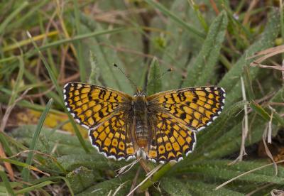 Mélitée du Plantain (La), Déesse à ceinturons (La) Melitaea cinxia (Linnaeus, 1758)