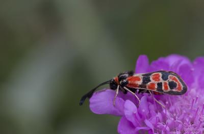 Zygène de la Petite coronille (La) Zygaena fausta (Linnaeus, 1767)