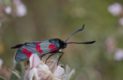 Zygène du Pied-de-Poule (La), Zygène des Lotiers ( Zygaena filipendulae (Linnaeus, 1758)