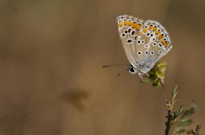 Collier-de-corail (Le), Argus brun (L') Aricia agestis (Denis & Schiffermüller, 1775)