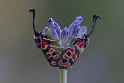 Zygène de la Petite coronille (La) Zygaena fausta (Linnaeus, 1767)