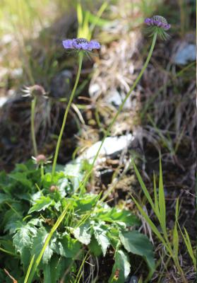 Scabieuse luisante Scabiosa lucida Vill., 1779