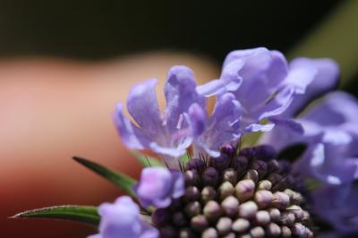 Scabieuse luisante Scabiosa lucida Vill., 1779