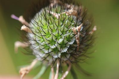 Scabieuse luisante Scabiosa lucida Vill., 1779