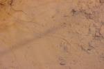  Chordodidae 