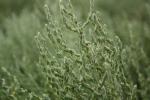 Bassia hirsute Spirobassia hirsuta (L.) Freitag & G.Kadereit, 2011