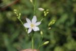 Phalangère rameuse, Anthéricum ramifié Anthericum ramosum L., 1753