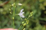 Phalangère rameuse, Anthéricum ramifié Anthericum ramosum L., 1753