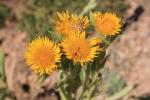 Inule faux-hélénium, Inule fausse-aunée Inula helenioides DC., 1815