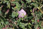 Liseron à rayures parallèles, Liseron rayé Convolvulus lineatus L., 1759