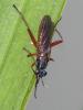  Sepedon sphegea (Fabricius, 1775)