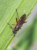  Sepedon sphegea (Fabricius, 1775)