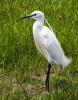 Aigrette garzette Egretta garzetta (Linnaeus, 1766)