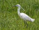 Aigrette garzette Egretta garzetta (Linnaeus, 1766)