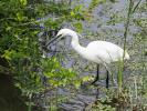 Aigrette garzette Egretta garzetta (Linnaeus, 1766)