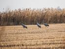 Grue cendrée Grus grus (Linnaeus, 1758)
