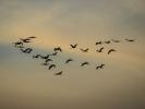 Grue cendrée Grus grus (Linnaeus, 1758)