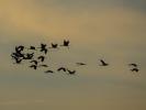 Grue cendrée Grus grus (Linnaeus, 1758)