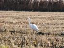 Grande Aigrette Ardea alba Linnaeus, 1758