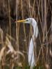 Grande Aigrette Ardea alba Linnaeus, 1758