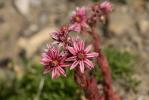 Joubarbe Sempervivum x barbulatum Schott, 1853