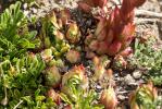 Joubarbe Sempervivum x barbulatum Schott, 1853