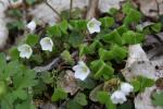 Pain de coucou, Oxalis petite oseille, Surelle, Al Oxalis acetosella L., 1753