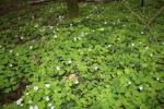 Pain de coucou, Oxalis petite oseille, Surelle, Al Oxalis acetosella L., 1753