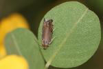  Grapholita nebritana (Treitschke, 1830)