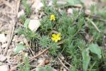 Androsace vitaliana, Androsace de Vital Androsace vitaliana (L.) Lapeyr., 1813