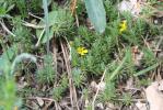 Androsace vitaliana, Androsace de Vital Androsace vitaliana (L.) Lapeyr., 1813