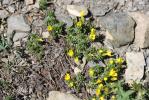 Androsace vitaliana, Androsace de Vital Androsace vitaliana (L.) Lapeyr., 1813