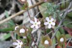 Grande androsace, Androsace des champs Androsace maxima L., 1753
