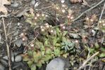 Grande androsace, Androsace des champs Androsace maxima L., 1753
