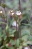 Grande androsace, Androsace des champs Androsace maxima L., 1753