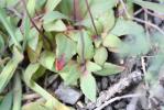 Grande androsace, Androsace des champs Androsace maxima L., 1753
