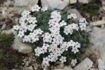 Androsace velue Androsace villosa L., 1753