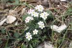 Androsace velue Androsace villosa L., 1753