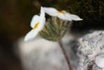 Androsace velue Androsace villosa L., 1753