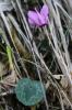Cyclamen rouge pourpre, Cyclamen d'Europe, Marron  Cyclamen purpurascens Mill., 1768