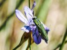 Bupreste hongrois Anthaxia hungarica (Scopoli, 1772)