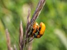 Lupérus portugais Exosoma lusitanicum (Linnaeus, 1767)